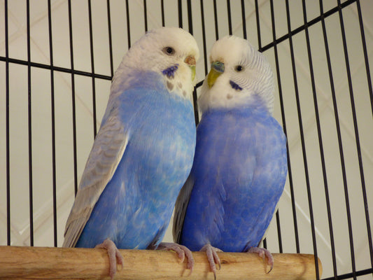 Male and Female Budgie