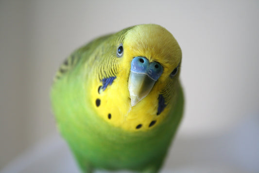 Guide for your budgerigar's first 24-48hrs