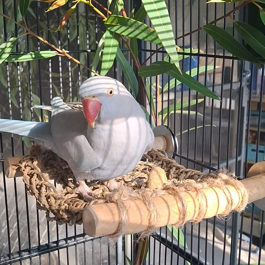 Java Trampoline Perch