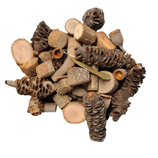 Top view of natural foraging materials like Banksia pods, Gumnuts and natural wood slices on a white back ground