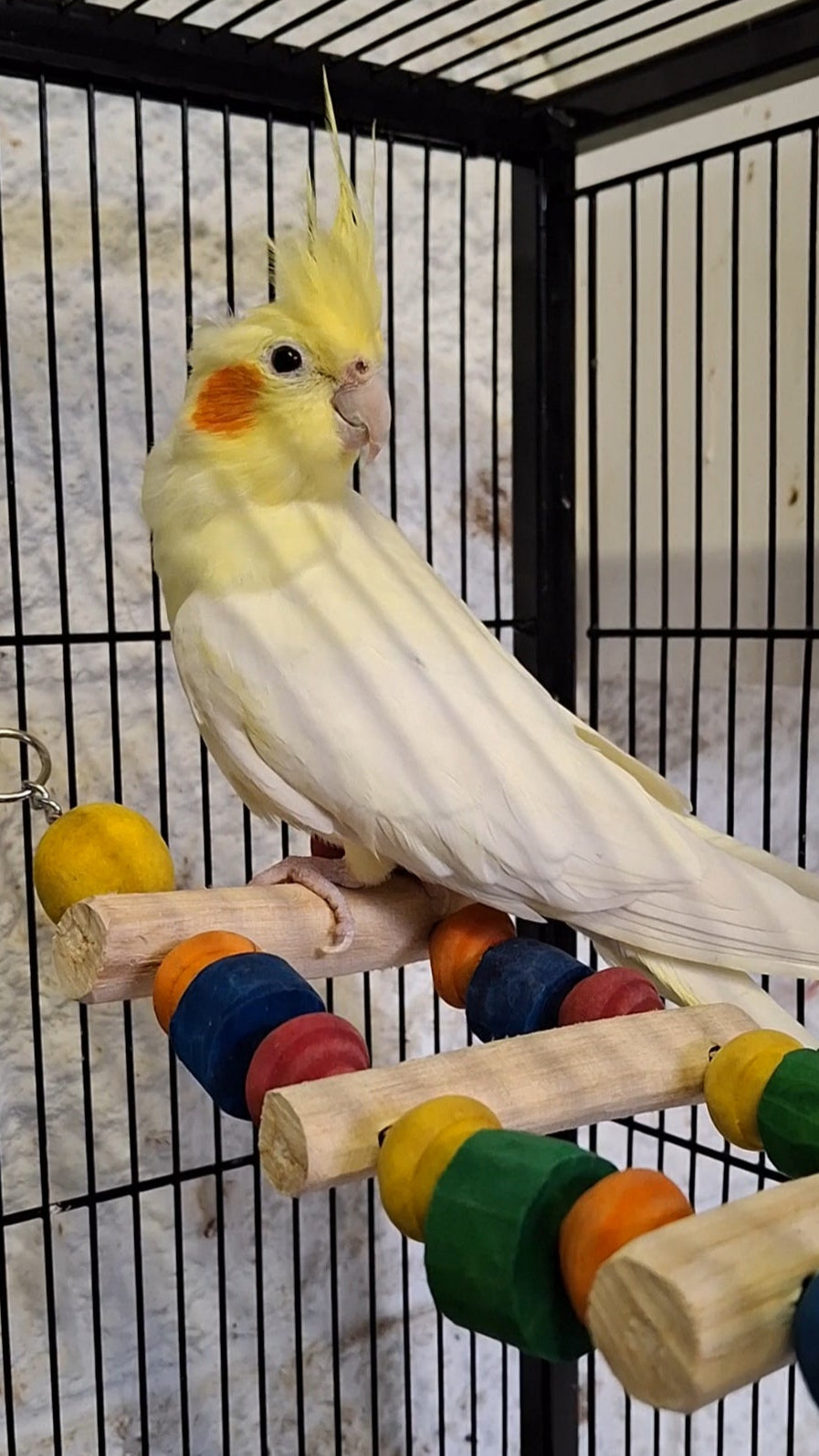 Mini Java Flexi Ladder