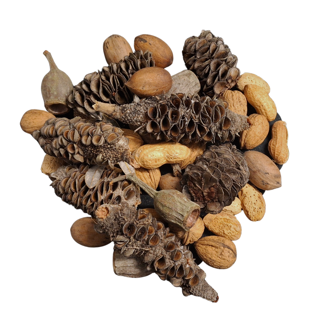collection of gumnuts, banksia pods, peanuts in shell, almonds in shell and walnuts in shell. In a heart shape on a white back ground
