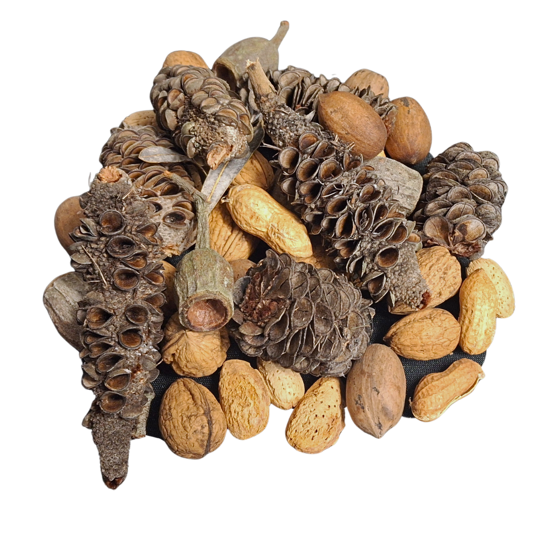 collection of gumnuts, banksia pods, peanuts in shell, almonds in shell and walnuts in shell, on a white back ground