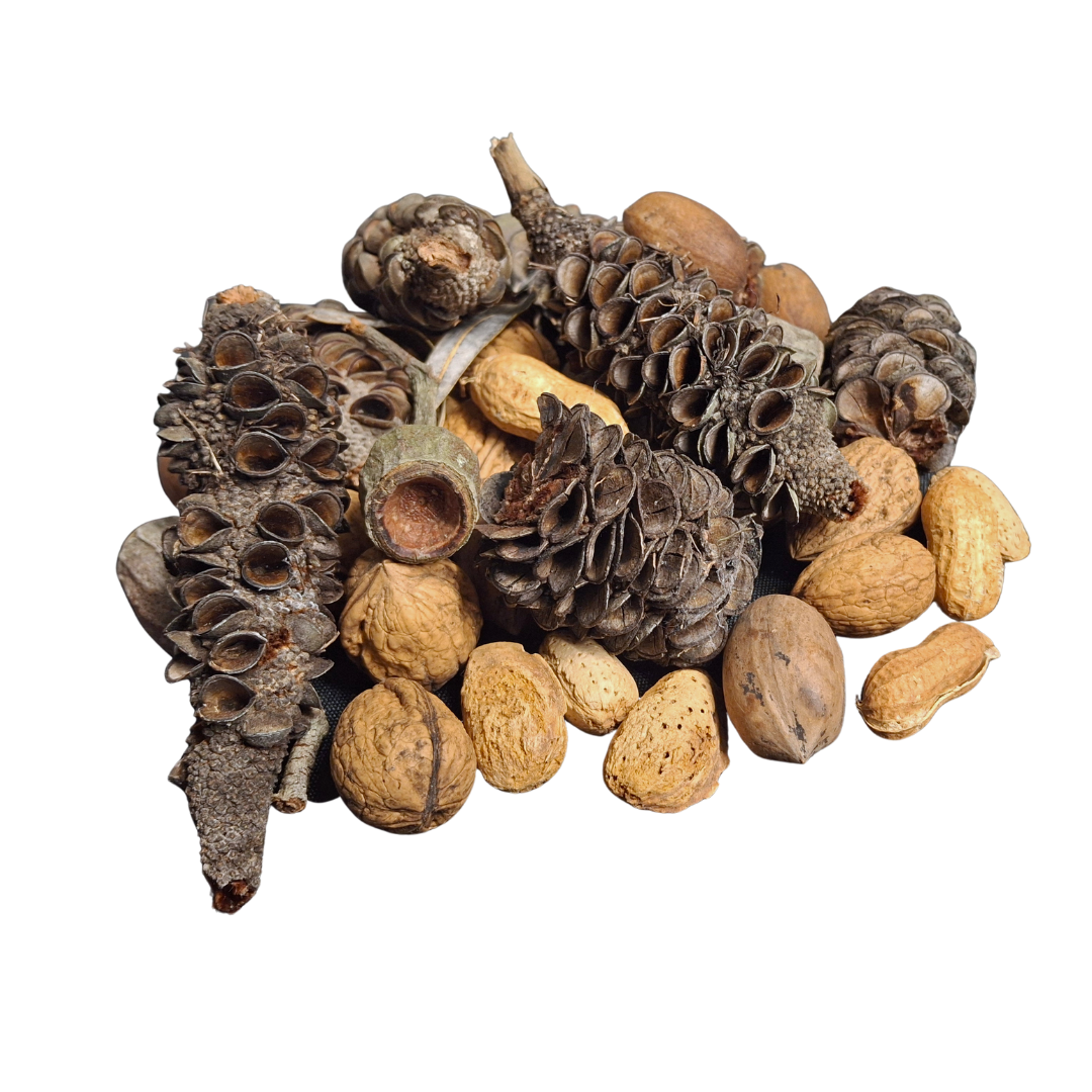 collection of gumnuts, banksia pods, peanuts in shell, almonds in shell and walnuts in shell, on a white back ground frontal view
