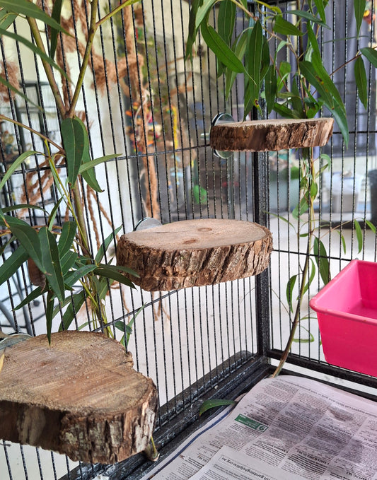 Birdnerd Aussie Gum Platform Perch