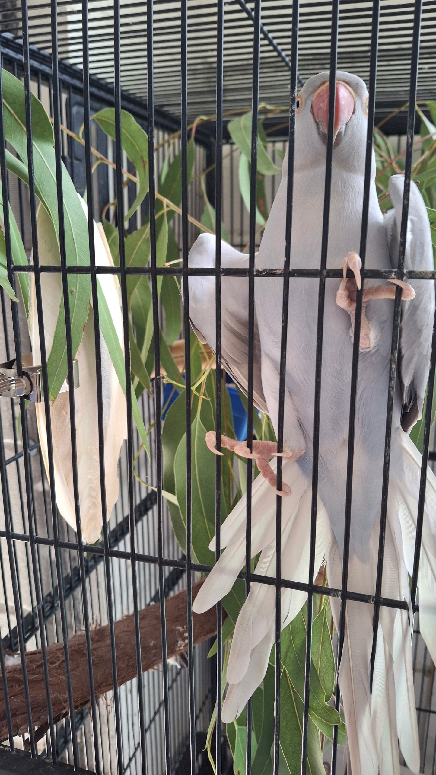 Breeders Delight Cuttlebone