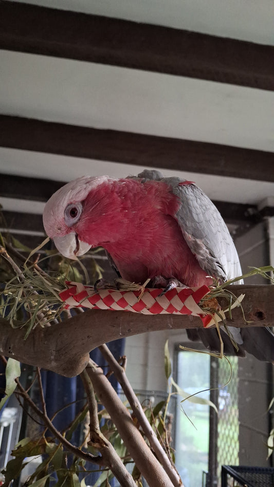 Woven Parrot Chew Toy