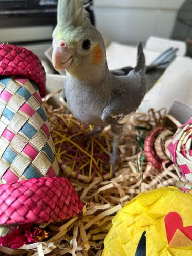 Small Parrot Ripper Box