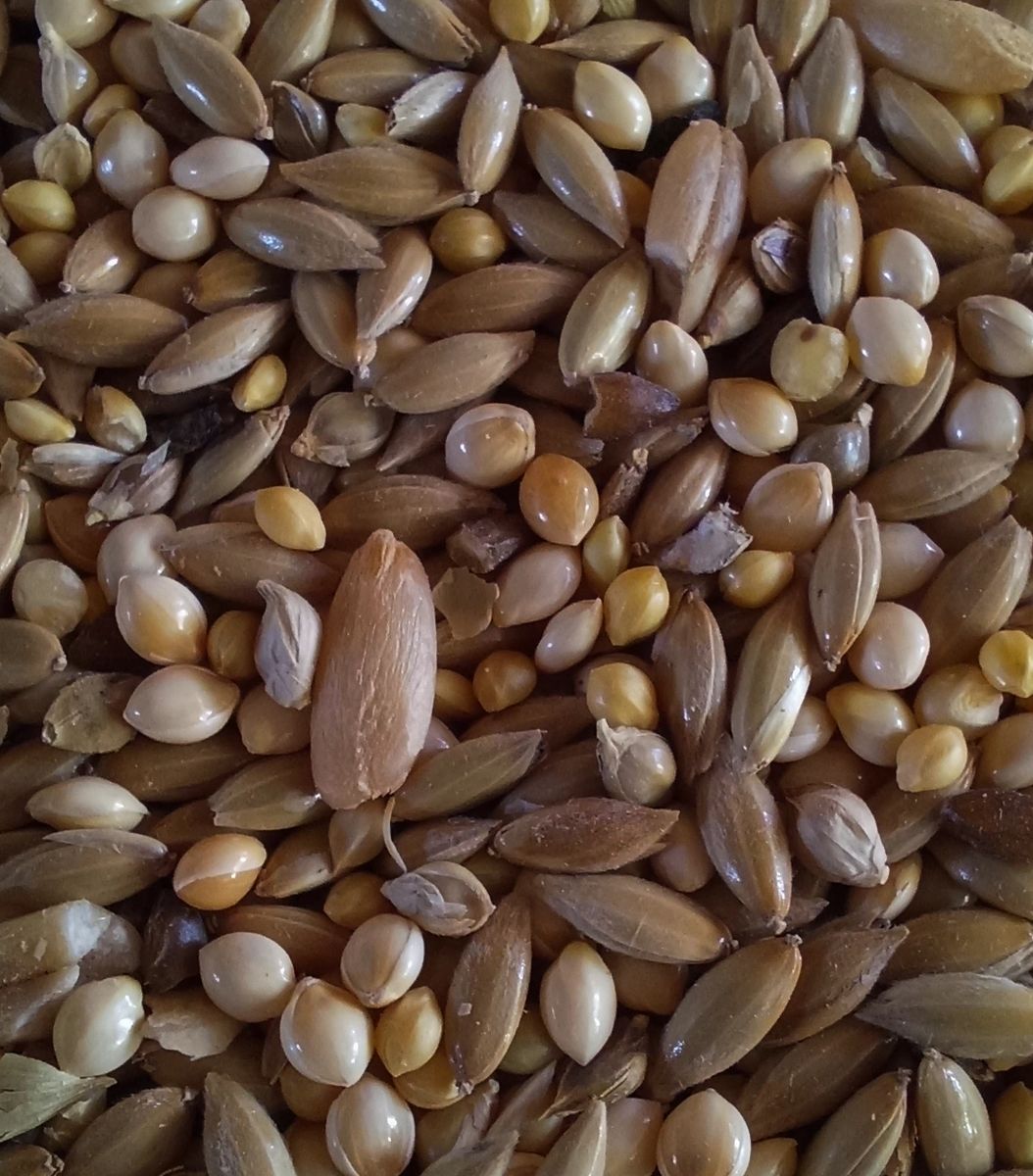 Premium Budgie Seed