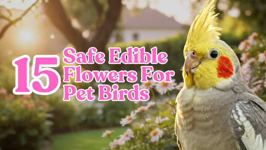 🌸 15 Safe Edible Flowers for Pet Birds – Perfect for a Bird-Friendly Garden
