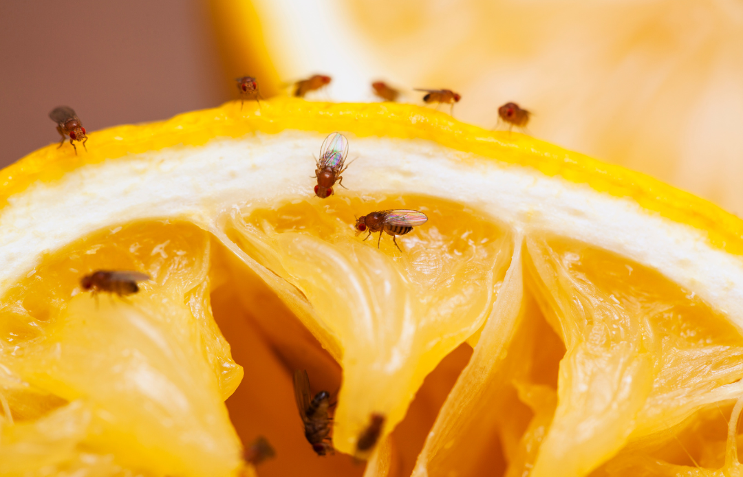 How Do I Get Rid Of Fruit Flies In My Parrots Cage?