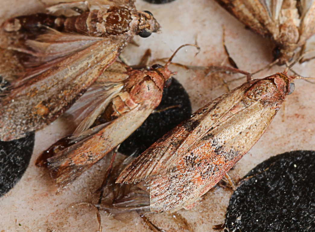 How to get rid of pantry and bird seed moths!