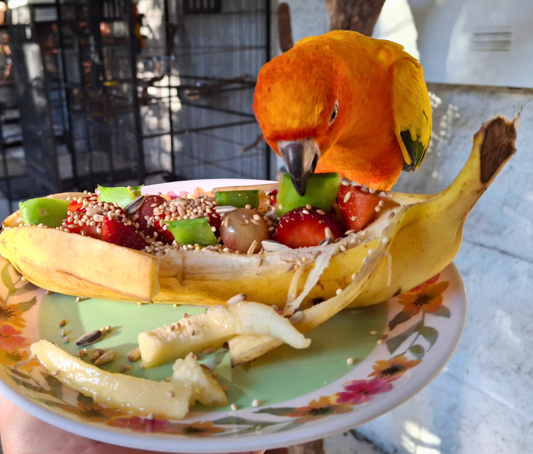 Tasty Parrot Banana Split