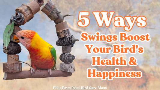 5 Ways Swings Boost Your Bird's Health & Happiness 🦜