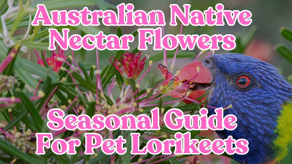 🌸 Seasonal Australian Native Nectar Flowers for Pet Lorikeets – All Ye ...