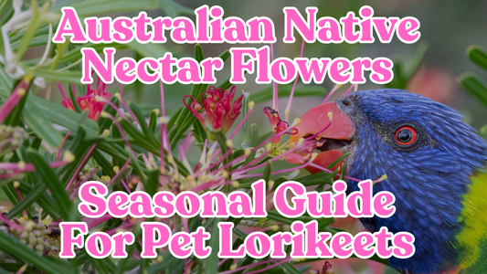 🌸 Seasonal Australian Native Nectar Flowers for Pet Lorikeets – All Year-Round Guide