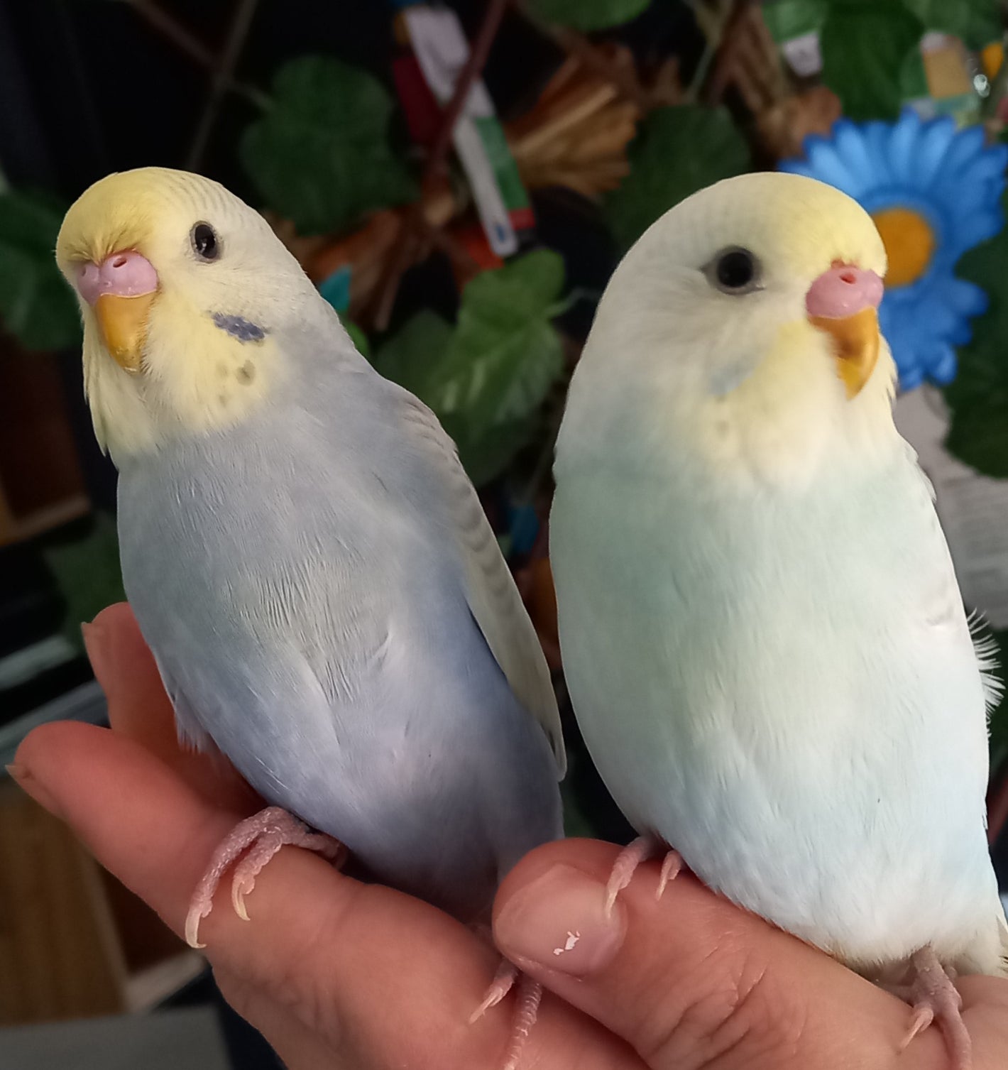 Hand Tame Baby Budgerigar Information Pixie Paws Pets