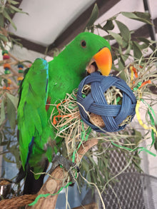 Forage Ball Foot Toy