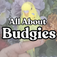 All About Budgies