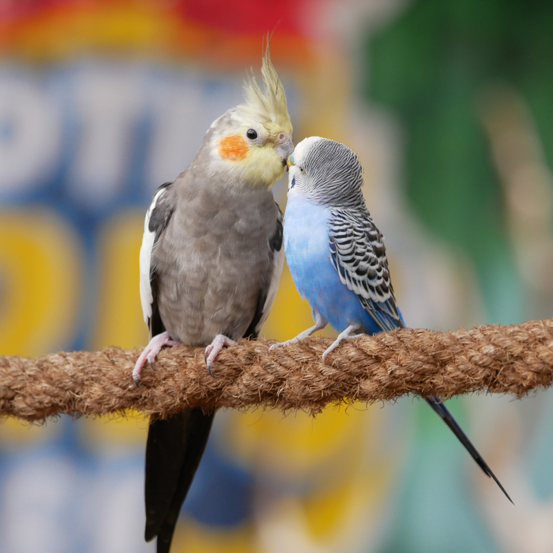 All About Parakeets