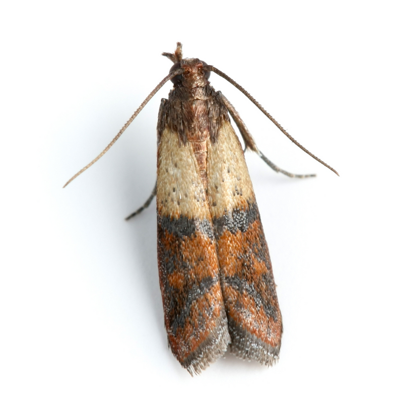Bird-Friendly Pest Solutions