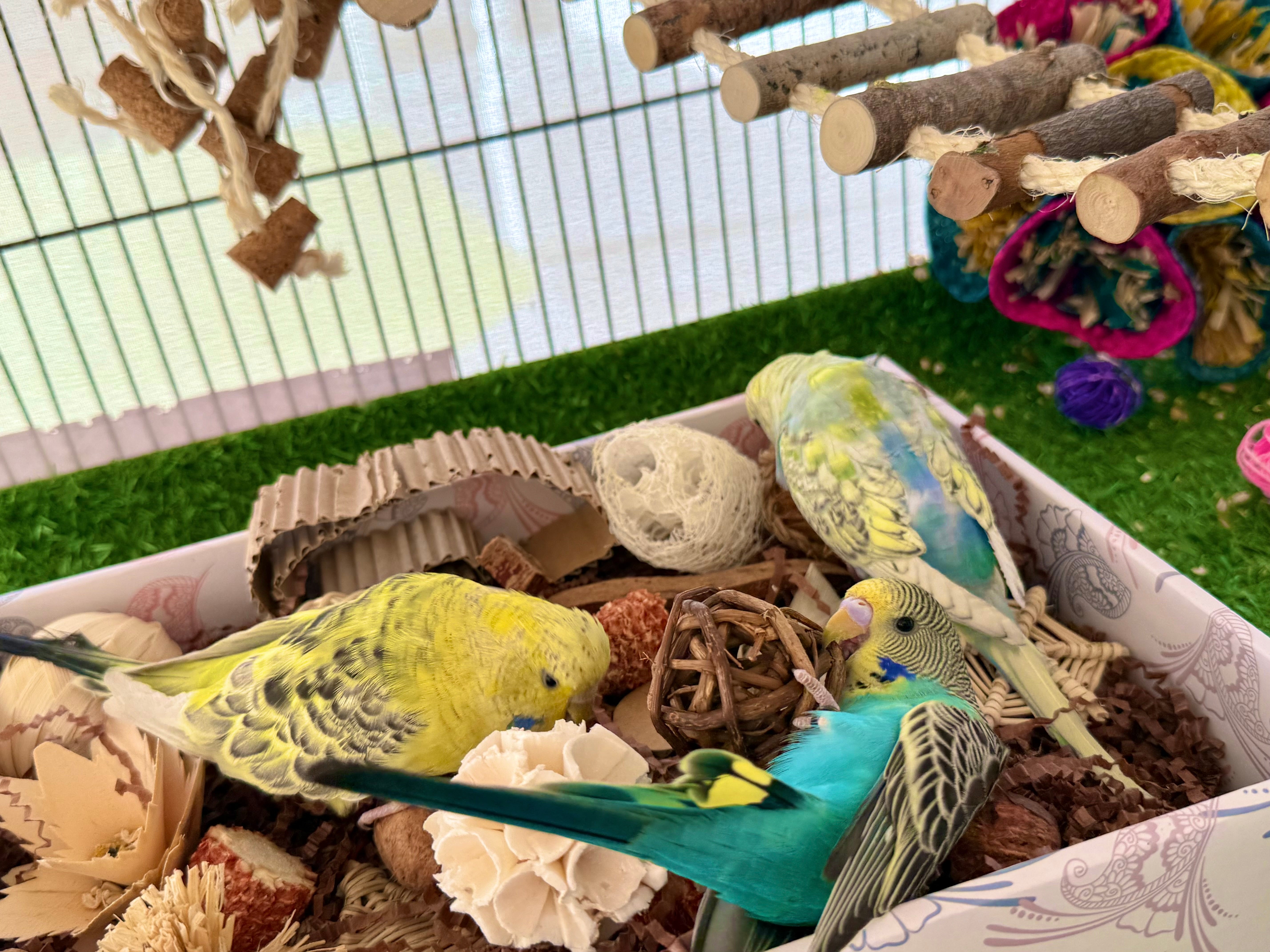 Beak Joy Peck n Play Forage Box with Budgies playing