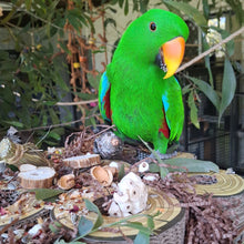 Cardboard Forage Log Maze