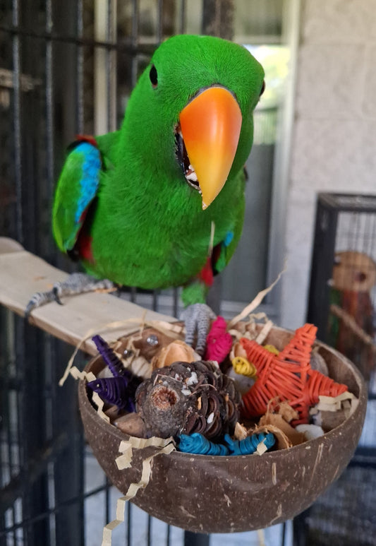 Eclectus Parrot standing on Java Platform Feeder. Filled with foraging materials