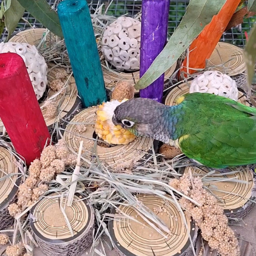 Cardboard Forage Log Maze