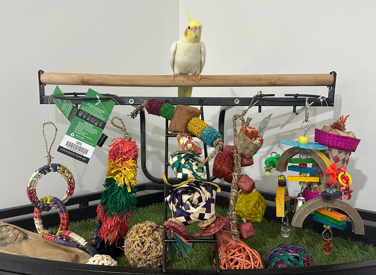 Small Parrot Ripper Box