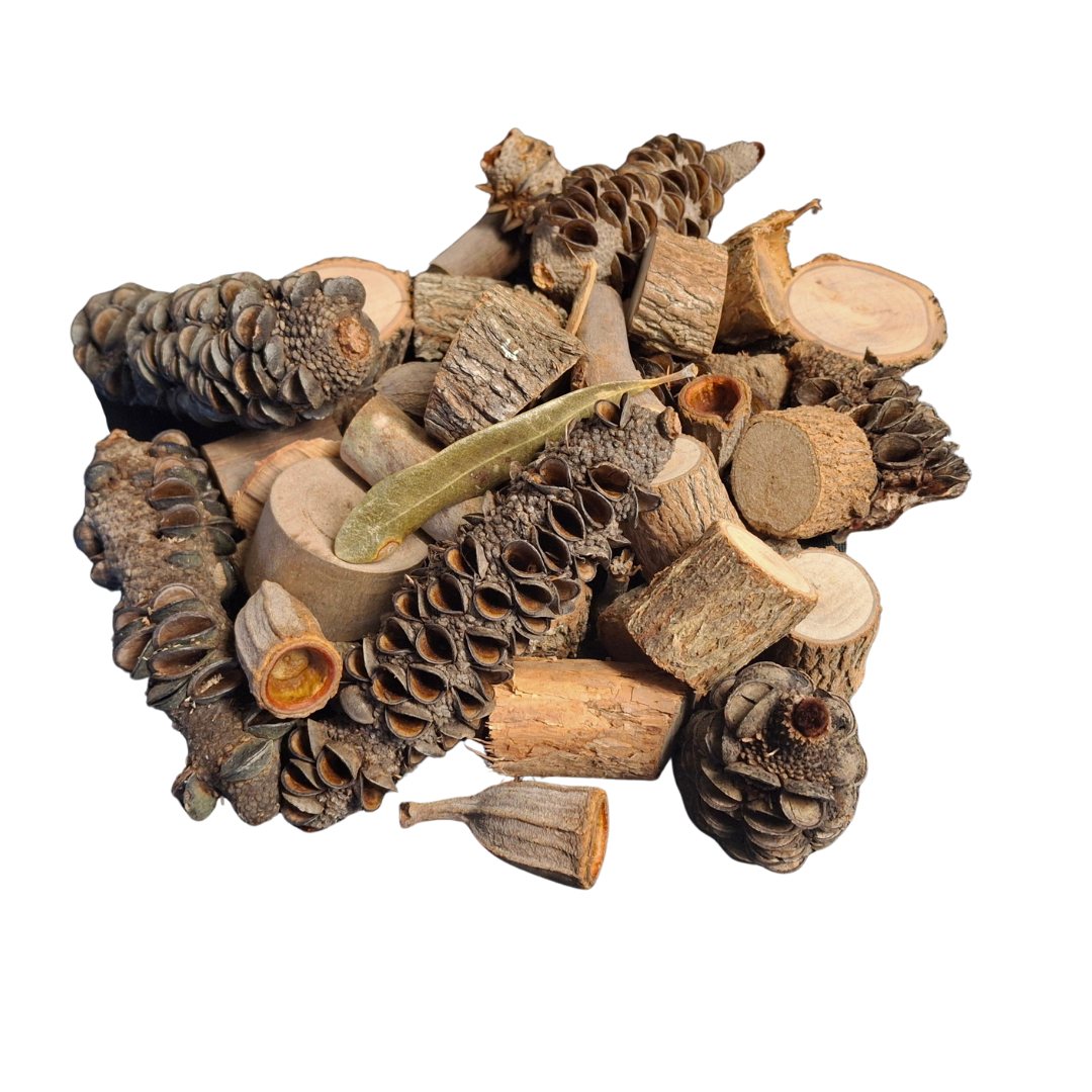 Collection of Banksia pods, Gumnuts and natural wood slices on a white back ground