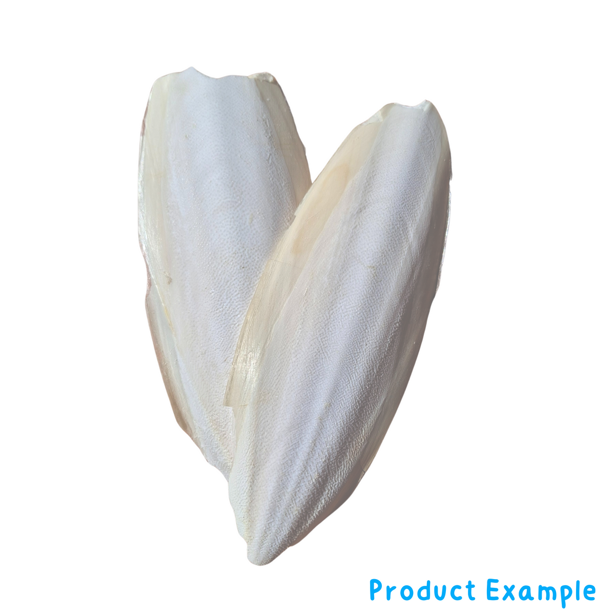 Breeders Delight Natural Cuttlebone – Pixie Paws Pets
