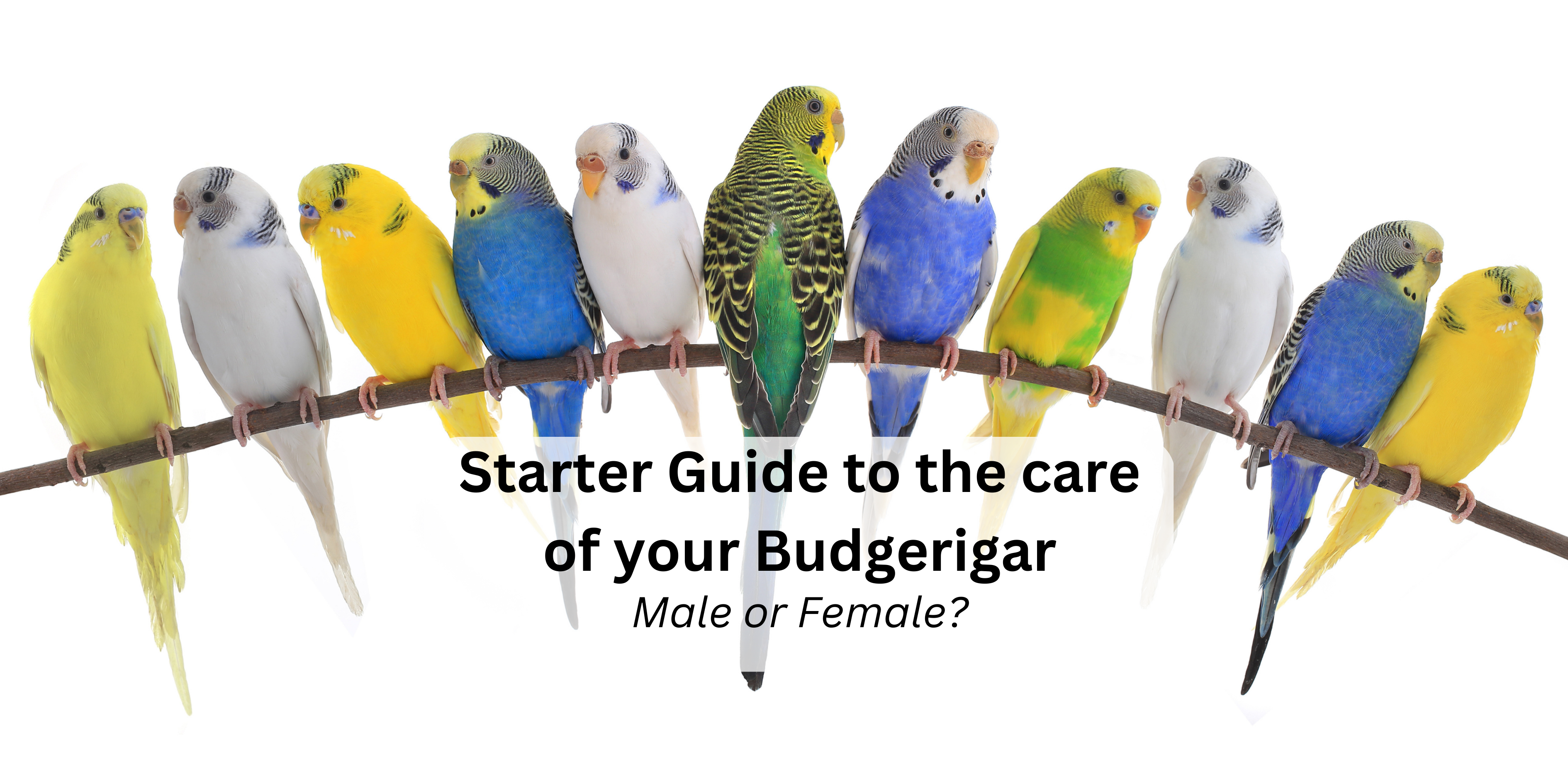 Is my budgie a Boy or Girl Pixie Paws Pets