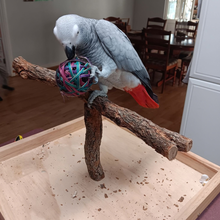 Birdnerd Dual-Purpose Training & Foraging Stand