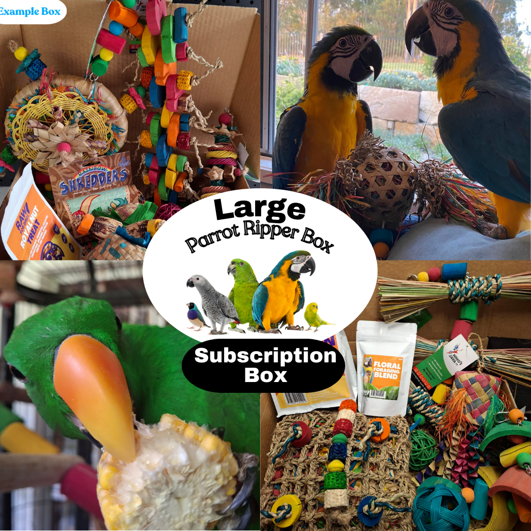 Large Parrot Ripper Subscription Box