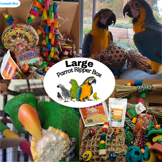 Large Parrot Ripper Box
