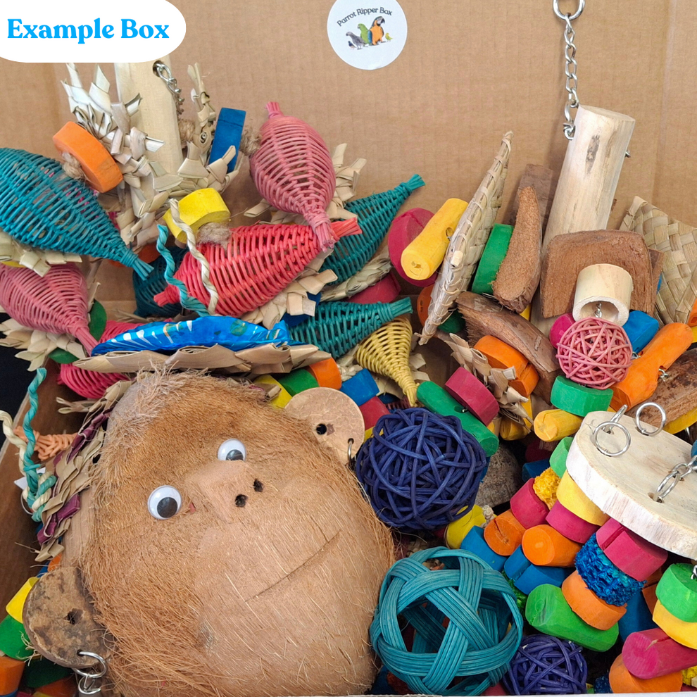 Large Parrot Ripper Box – Pixie Paws Pets