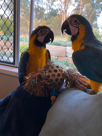 Medium Parrot Ripper Subscription Box