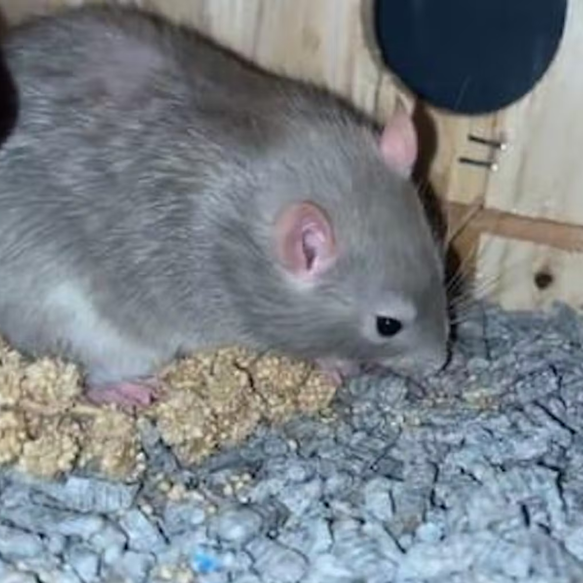 Grey Rat eating Millet Spray 