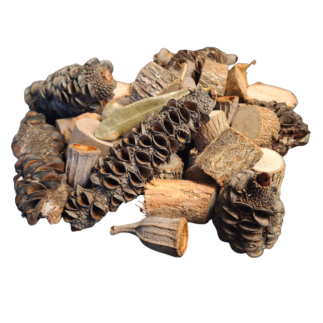 Side view of natural foraging materials like Banksia pods, Gumnuts and natural wood slices on a white back ground