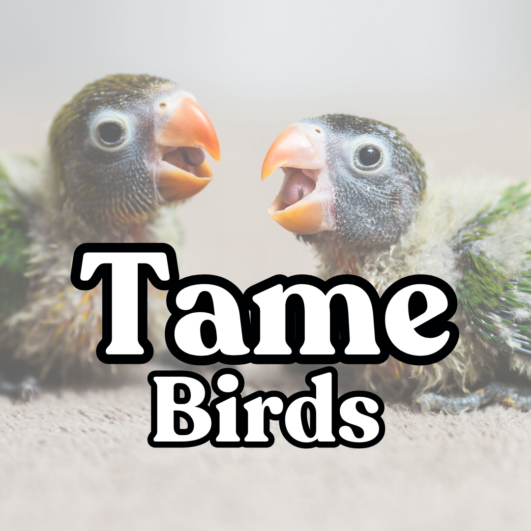 Tame Birds