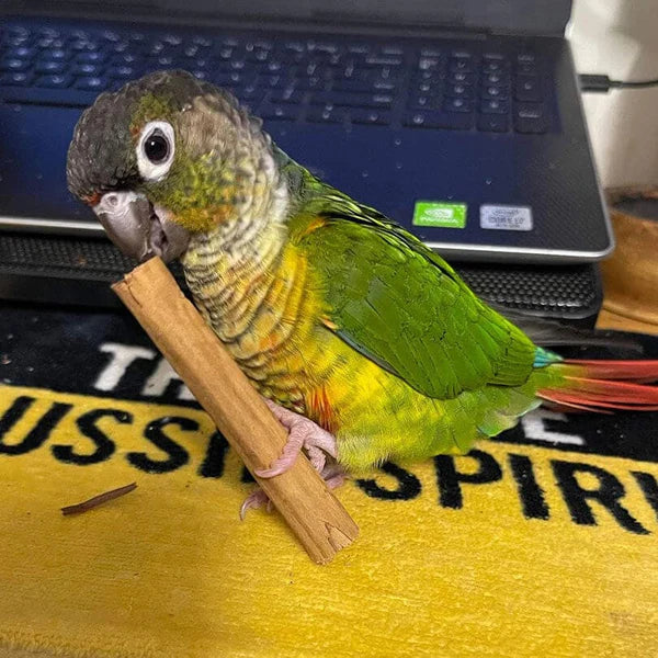 Raw for Birds Cinnamon Quills 4pk (Excl. TAS & WA)