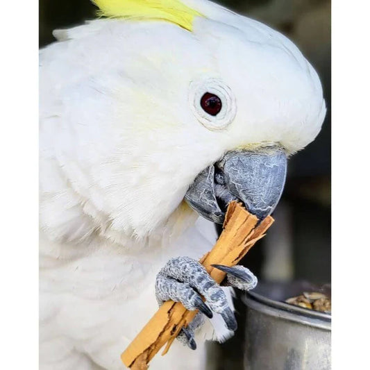 Raw for Birds Cinnamon Quills 4pk (Excl. TAS & WA)